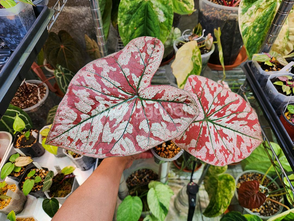 칼라디움 레드탱고(크리스마스)--0