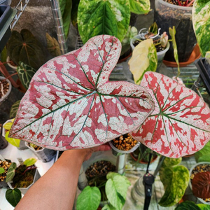 칼라디움 레드탱고(크리스마스)