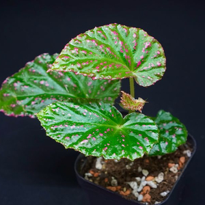 베고니아 핫스팟 이미지