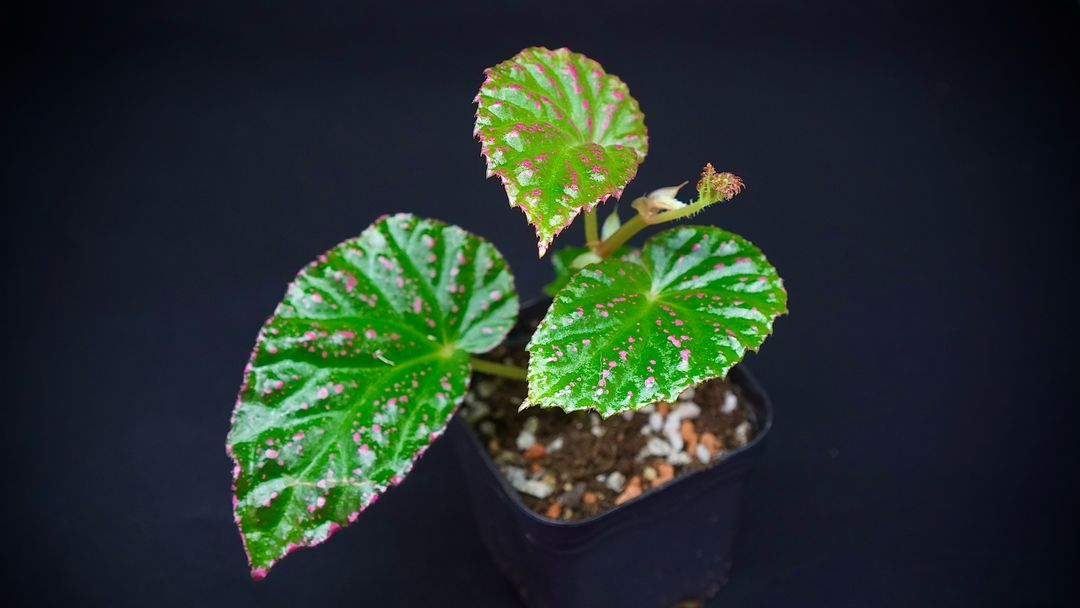 베고니아 핫스팟 이미지