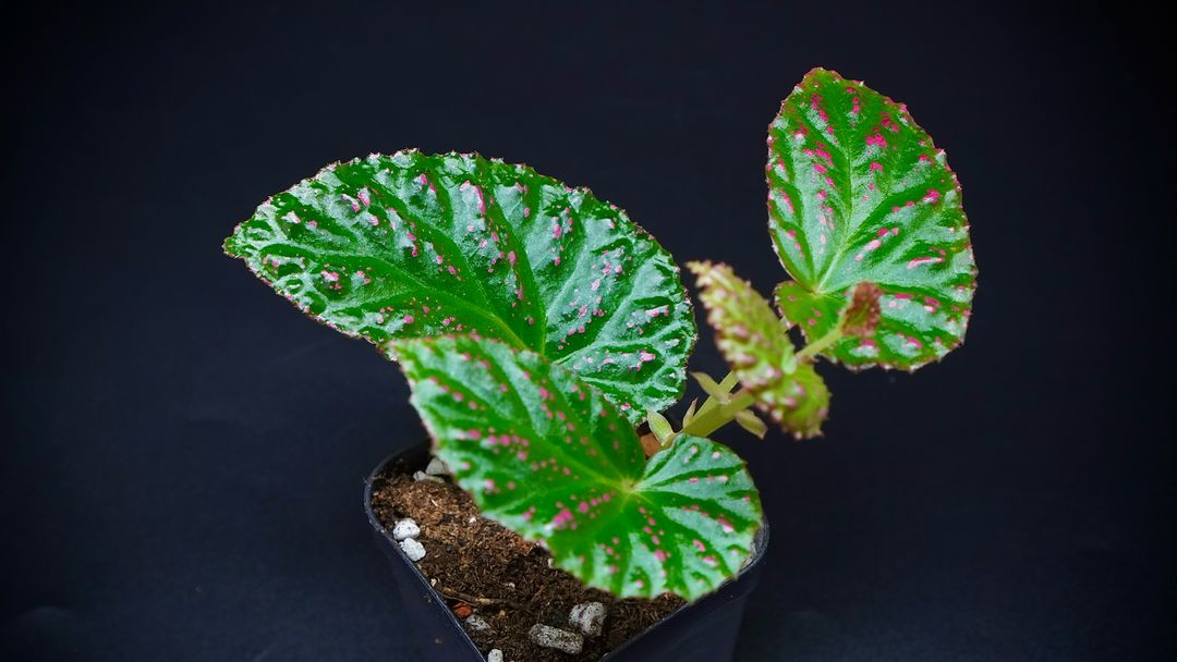 베고니아 핫스팟 이미지