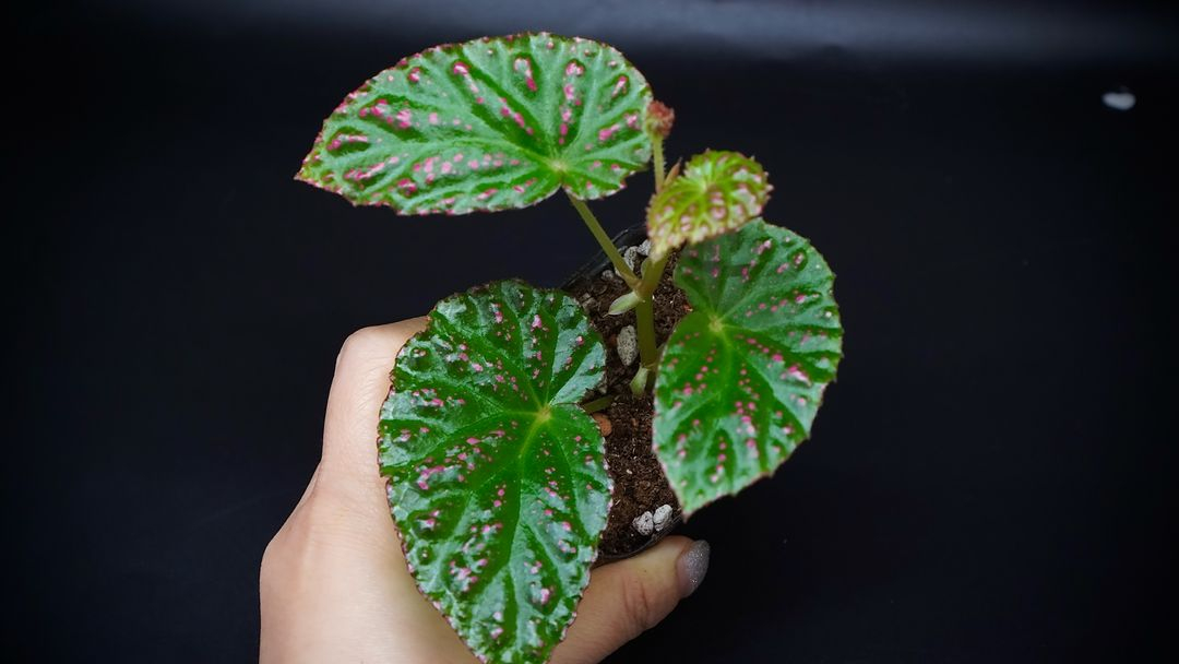 베고니아 핫스팟 이미지