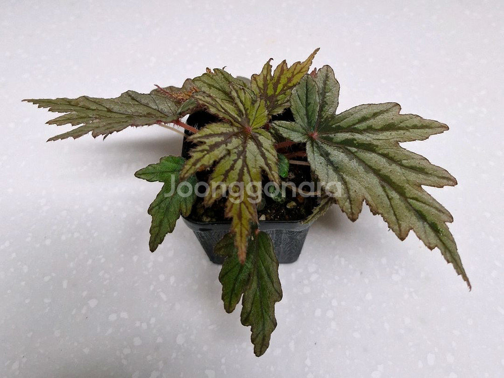 베고니아 재기--1