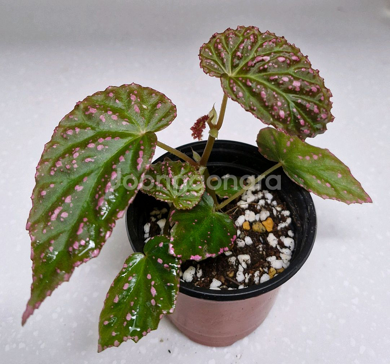 베고니아 핫스팟--0