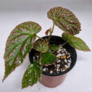 베고니아 핫스팟