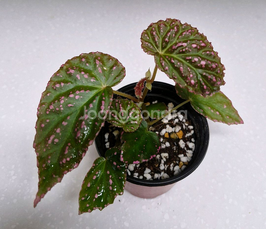 베고니아 핫스팟--1