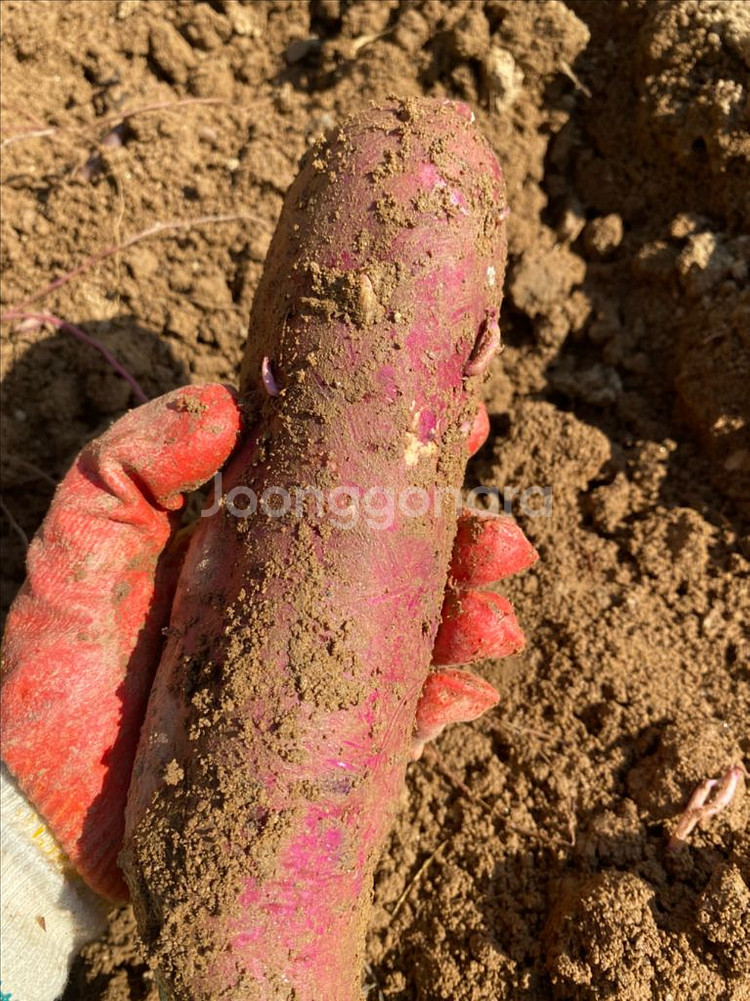 영종도 해풍 꿀고구마 10kg 3만원 무료배송--3