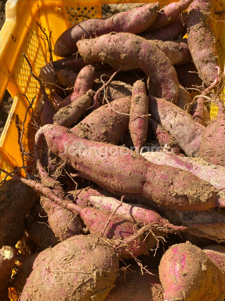 영종도 해풍 꿀고구마 10kg 3만원 무료배송--2