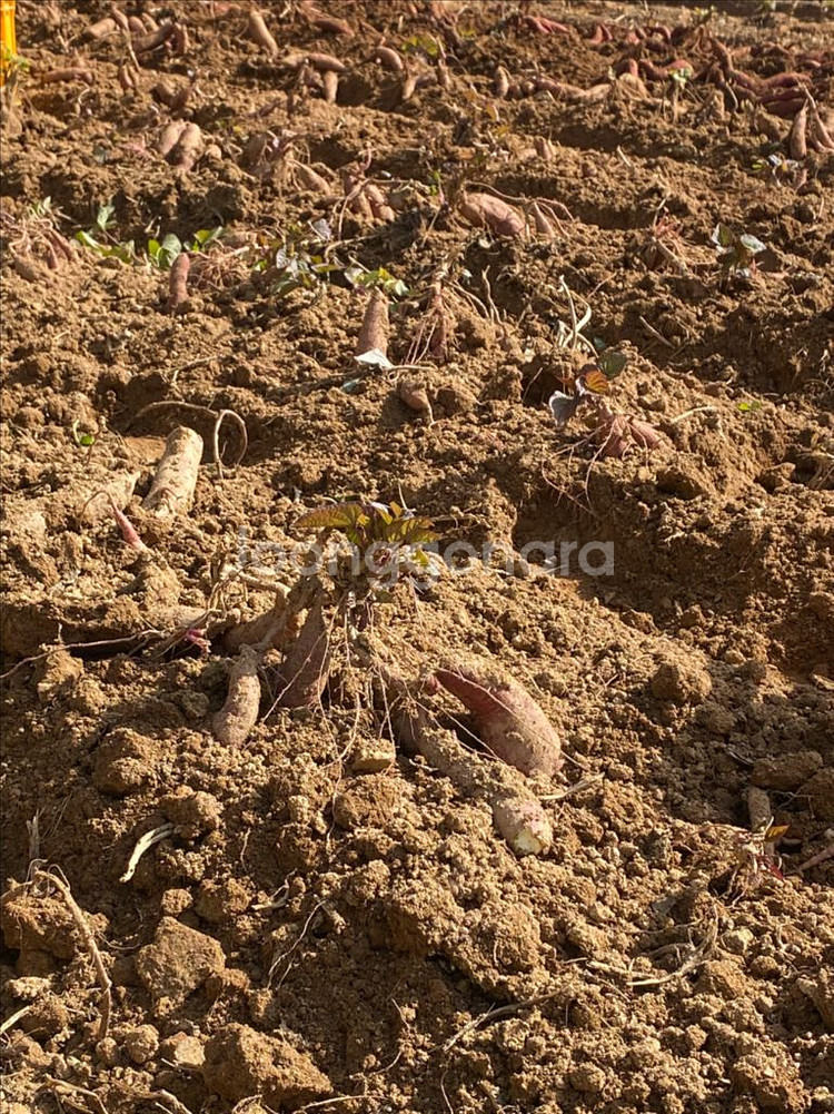 영종도 해풍 꿀고구마 10kg 3만원 무료배송--4