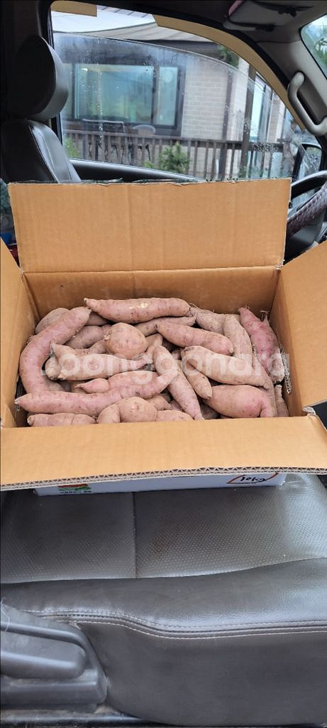 영종도 해풍 꿀고구마 10kg 3만원 무료배송--1