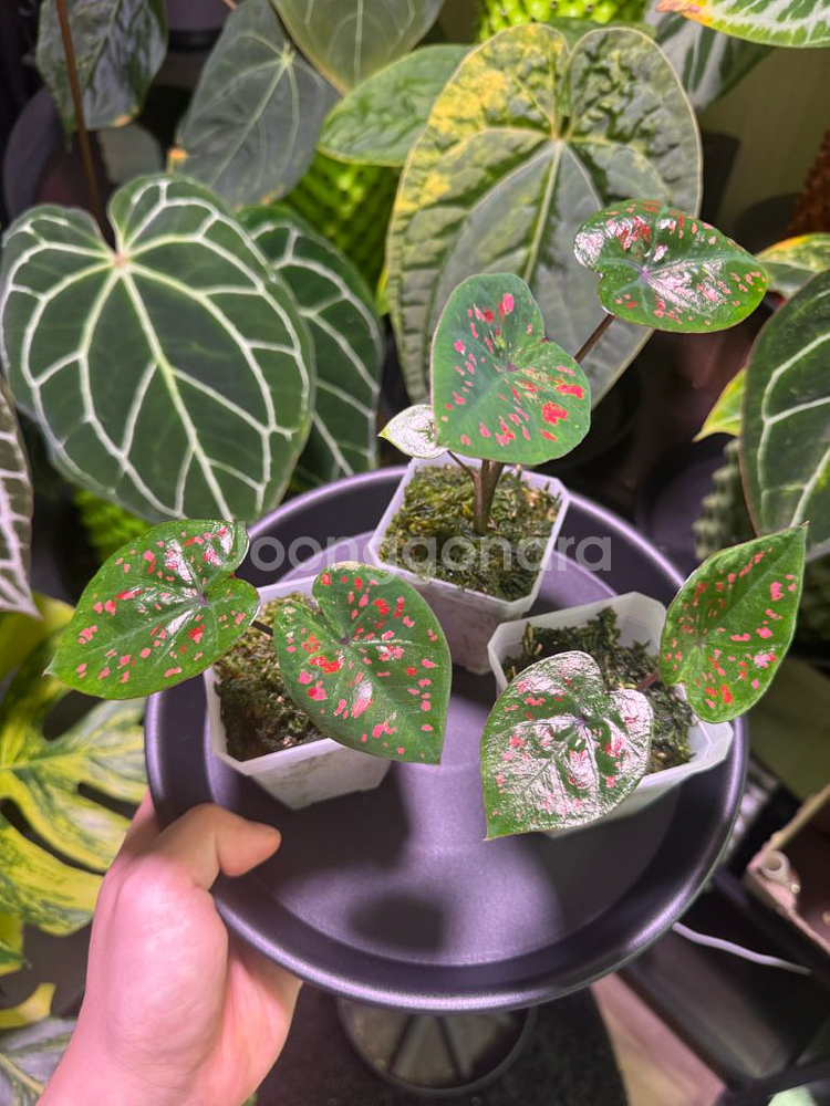 칼라디움 억만장자(빌리어네어) 바리--0