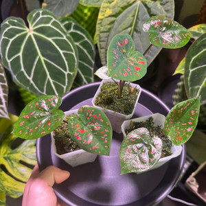 칼라디움 억만장자(빌리어네어) 바리