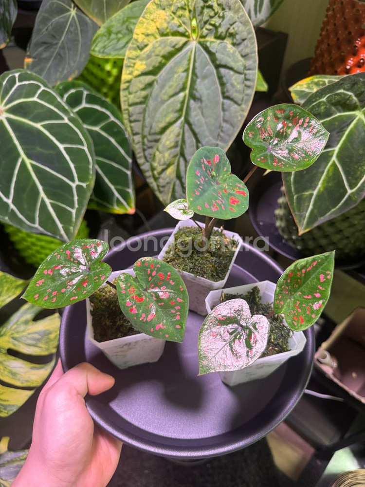 칼라디움 억만장자(빌리어네어) 바리--1