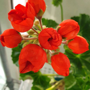 제라늄 안드레아 코니