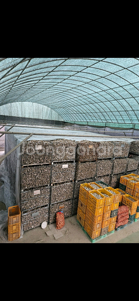 매쉬파레트 , 마늘파레트--3