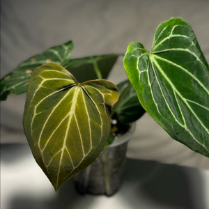 안스리움 킹오스 뮤테이션