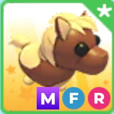 메가네온 셰틀랜드 조랑말 판매합니다 (입양하세요)--0