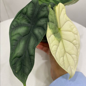 알로카시아 드레곤 스캐일 바리에가타