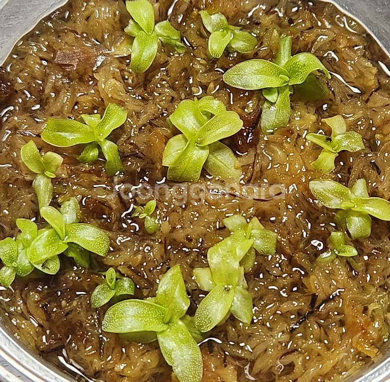 벌레잡이제비꽃.프리뮬리플로라로즈겹.분째로--0