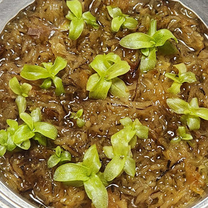 벌레잡이제비꽃.프리뮬리플로라로즈겹.분째로