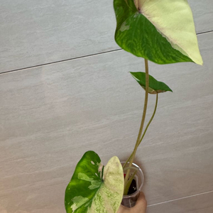 콜로카시아 프라생핑크2번