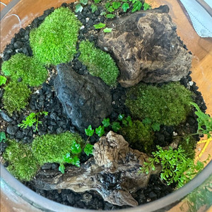 롯데백화점 실적 삽니다.