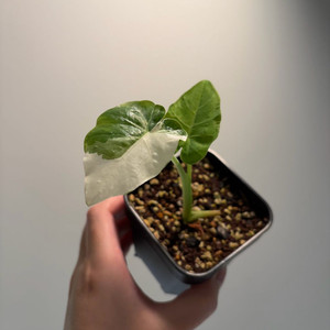 콜로카시아 2종 일괄