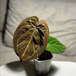 안스리움 킹오스