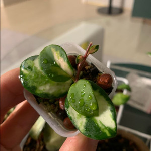 [호야] 마틸드 바리