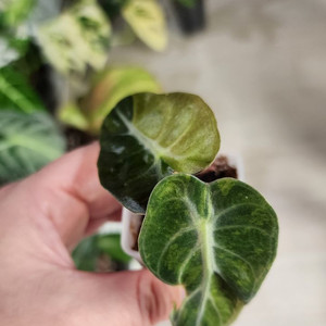 알로카시아 하트벌룬 옐로우 바리에가타