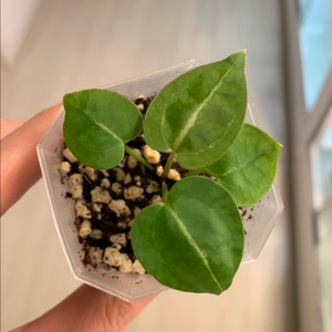 [안스리움] 레드 크리스탈리넘 유묘