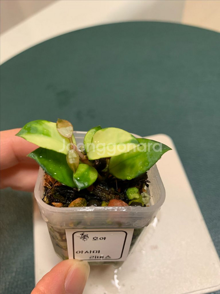 [호야] 아사미 리버스--0