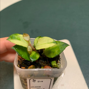 [호야] 아사미 리버스