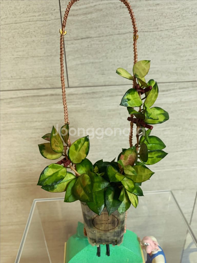 [호야] 아사미 리버스--1