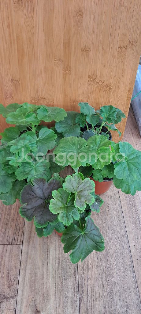 제라늄 5종 분양합니다--0