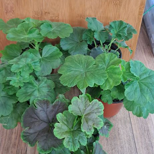 제라늄 5종 분양합니다