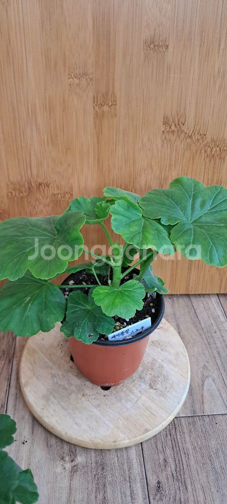 제라늄 5종 분양합니다--1