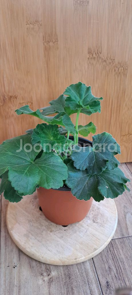 제라늄 5종 분양합니다--2