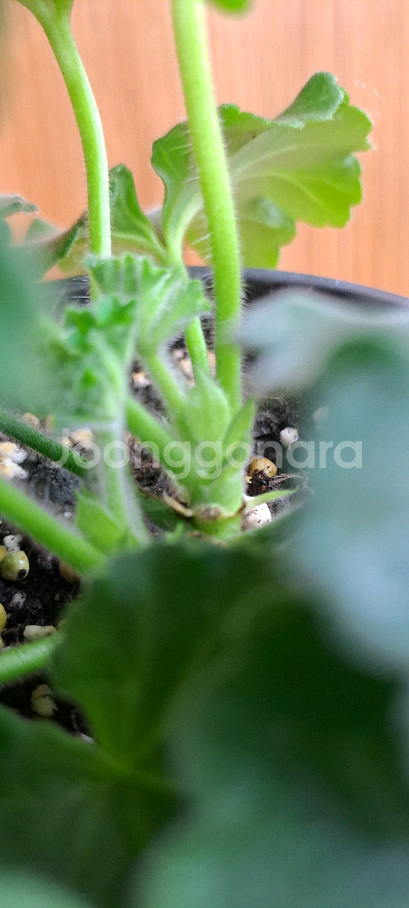 제라늄 5종 분양합니다--3