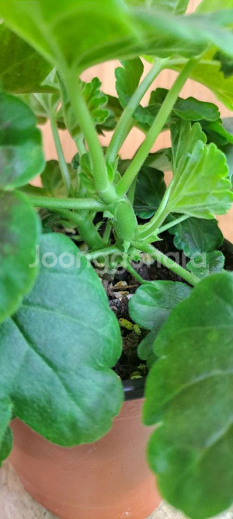 제라늄 5종 분양합니다--5