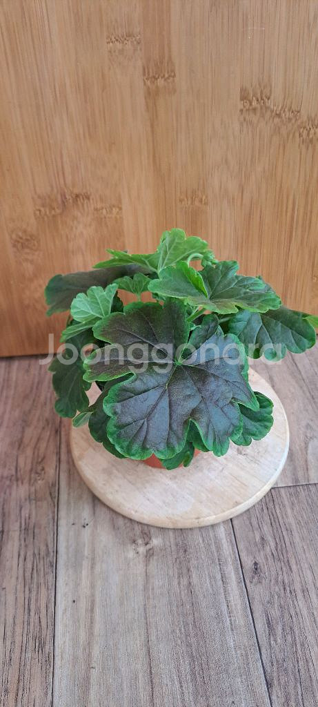 제라늄 5종 분양합니다--4