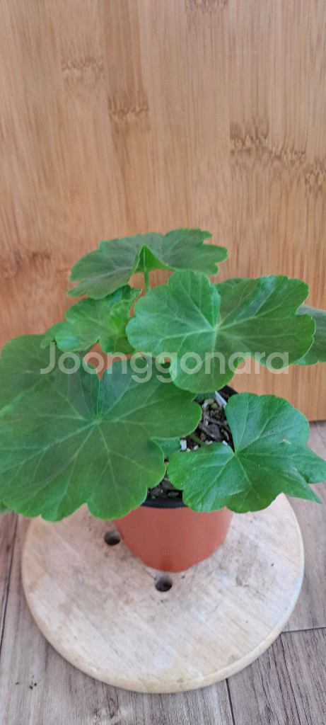 제라늄 5종 분양합니다--8