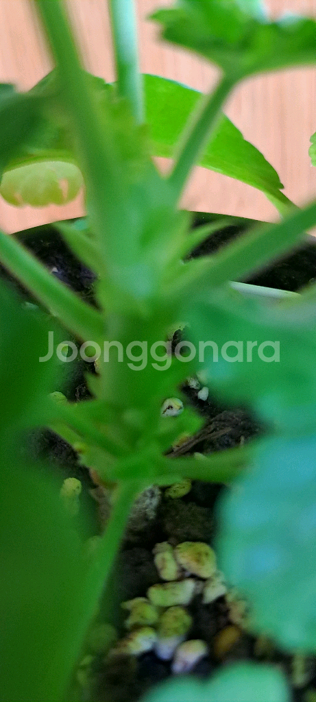 제라늄 5종 분양합니다--7