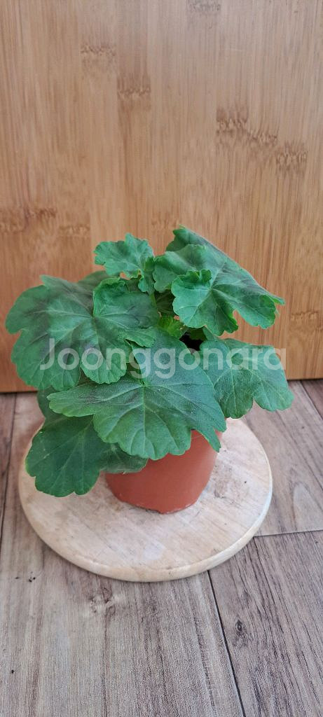 제라늄 5종 분양합니다--6