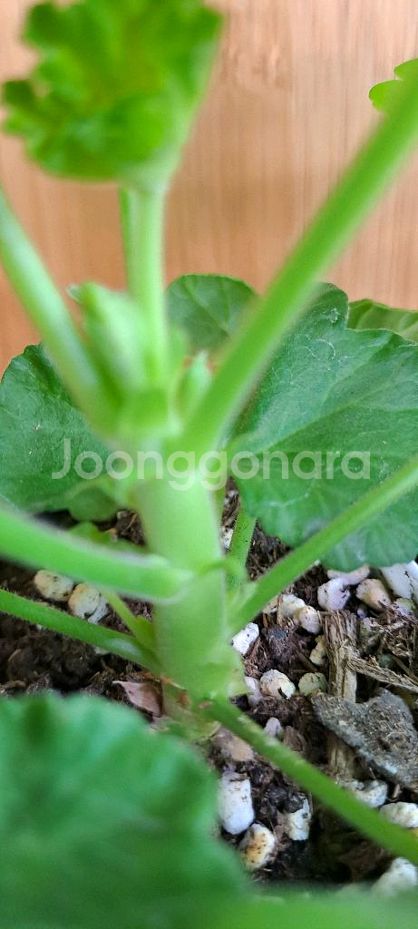 제라늄 5종 분양합니다--9