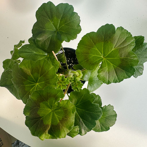 심레이디카프리스 제라늄