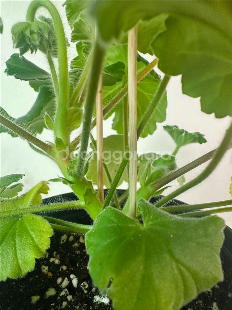 심레이디카프리스 제라늄--1