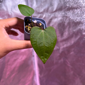 안스리움 레드스파이터 뮤테이션