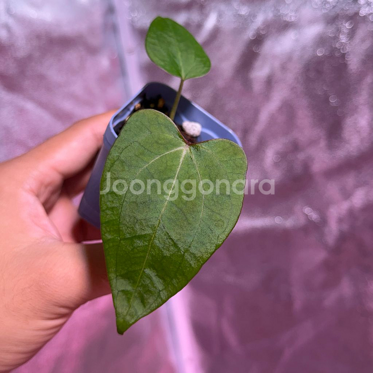 안스리움 레드스파이터 뮤테이션--2