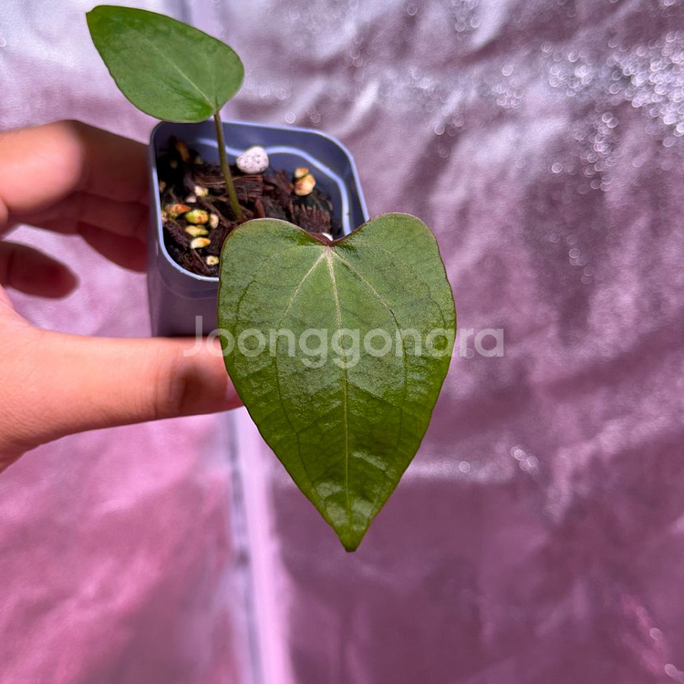 안스리움 레드스파이터 뮤테이션--1